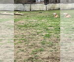 Small #2 American Staffordshire Terrier-Chinese Shar-Pei Mix