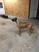 Small Photo #1 Great Dane Puppy For Sale in NAMPA, ID, USA