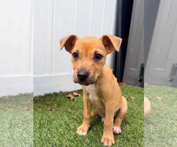 Medium Photo #3 Boxer-Unknown Mix Puppy For Sale in Pompano Beach , FL, USA
