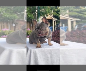 Father of the French Bulldog puppies born on 05/15/2023