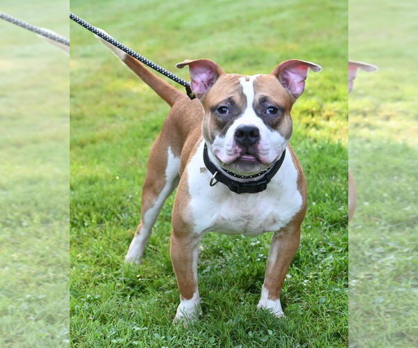 Medium Photo #2 Mutt Puppy For Sale in Glen Allen, VA, USA