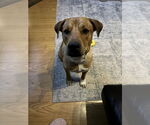 Small #13 Labrador Retriever Mix