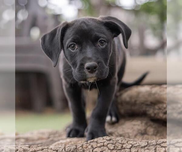 Medium Photo #5 Labrador Retriever-Unknown Mix Puppy For Sale in San Diego, CA, USA