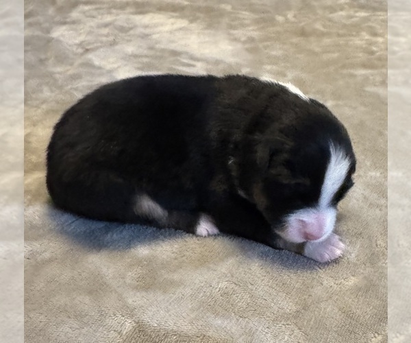 Medium Photo #97 Australian Shepherd Puppy For Sale in SALISBURY, NC, USA