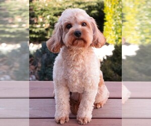 Mother of the Cavapoo puppies born on 08/19/2025
