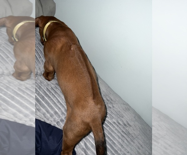 Medium Photo #13 Rhodesian Ridgeback Puppy For Sale in MURFREESBORO, TN, USA