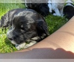 Small Photo #8 Portuguese Water Dog Puppy For Sale in RIGBY, ID, USA