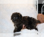 Small #12 Poodle (Toy)