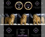 Small #5 Maltipoo
