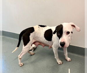 Staffordshire Bull Terrier-Unknown Mix Dogs for adoption in Baytown, TX, USA