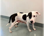 Small Staffordshire Bull Terrier Mix