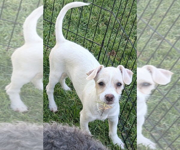 Medium Photo #1 Poodle (Standard)-Shih Tzu Mix Puppy For Sale in San Bernardino, CA, USA