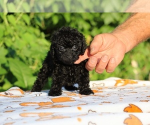 Poodle (Toy) Puppy for sale in DYERSBURG, TN, USA