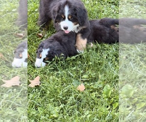 Bernese Mountain Dog Litter for sale in EMLENTON, PA, USA
