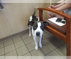 Labrador Retriever-Unknown Mix Dogs for adoption in Ocala, FL, USA