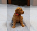Small Photo #5 Goldendoodle Puppy For Sale in ALBION, IN, USA