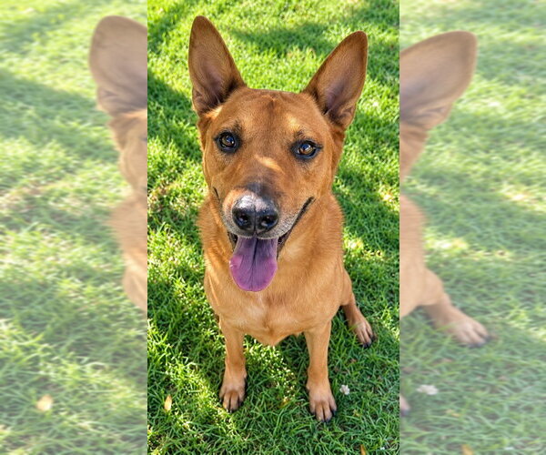 Medium Photo #3 Mutt Puppy For Sale in Lake Forest, CA, USA