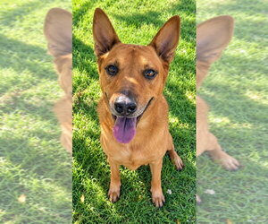 Rowley - Adopt Me! - Male Mutt Dog for Adoption - Photo #3