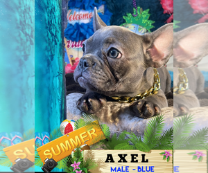 French Bulldog Puppy for sale in HEATHROW, FL, USA