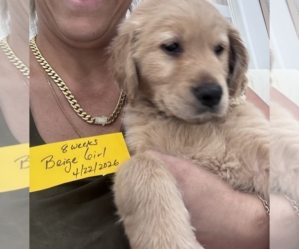Medium Photo #2 Golden Retriever Puppy For Sale in ORLANDO, FL, USA