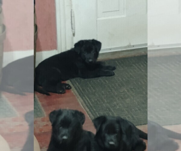 Medium Photo #4 German Shepherd Dog Puppy For Sale in GALION, OH, USA