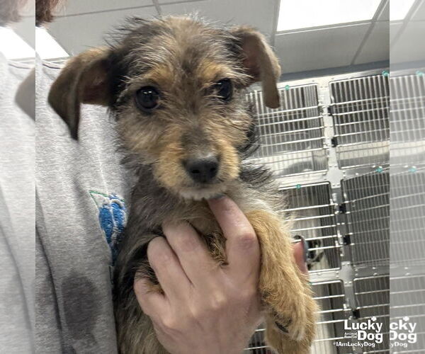 Medium Photo #2 Mutt Puppy For Sale in Washington, DC, USA