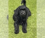 Small Photo #11 Goldendoodle Puppy For Sale in GIBSONTON, FL, USA