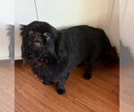 Small #1 Pekingese