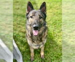 Small #2 German Shepherd Dog