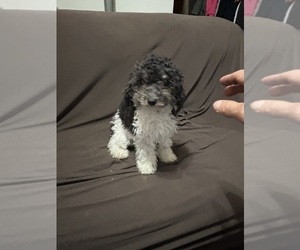 Poodle (Standard) Puppy for sale in WESTPORT, MA, USA
