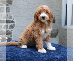 Small #1 Goldendoodle