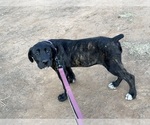 Small #2 Cane Corso