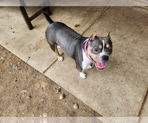 Mutt Dogs for adoption in Springfield, MA, USA