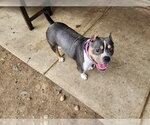 Small Mutt