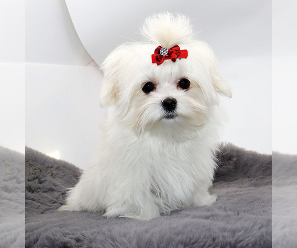 Medium Photo #4 Maltese Puppy For Sale in LOS ANGELES, CA, USA