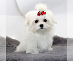 Small #3 Maltese