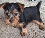 Small Yorkshire Terrier