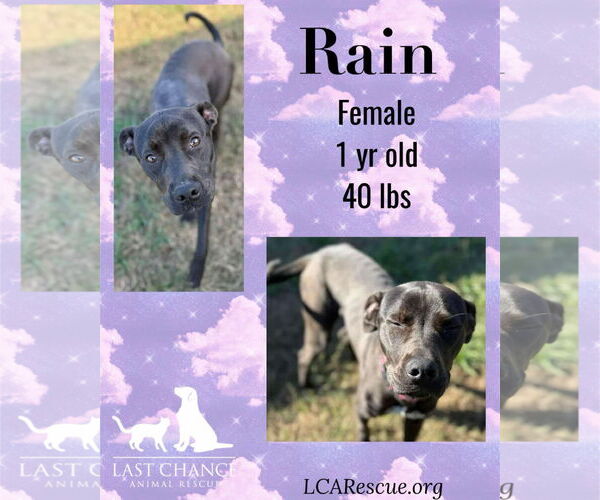 Medium Photo #11 Staffordshire Bull Terrier-Unknown Mix Puppy For Sale in Woodbury, NY, USA