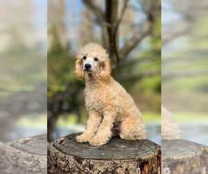 Poodle (Miniature) Puppy for sale in ARLINGTON, WA, USA
