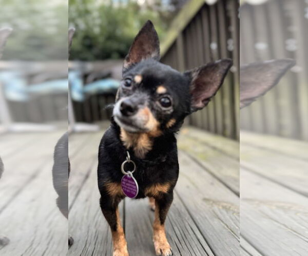 Medium Photo #1 Chihuahua Puppy For Sale in Cary, NC, USA