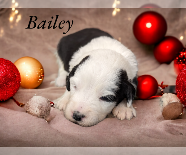 Medium Photo #1 Sheepadoodle Puppy For Sale in SEAMAN, OH, USA