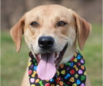 Small Mountain Cur Mix
