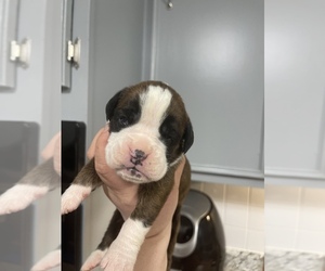Boxer Puppy for sale in KNOXVILLE, TN, USA