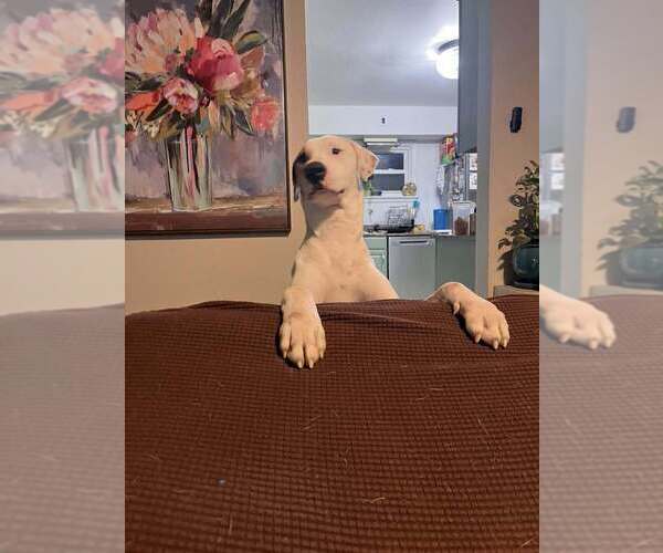 Medium Photo #3 Mutt Puppy For Sale in Evansville, IN, USA