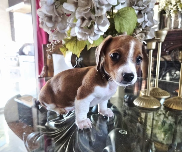 Medium Photo #3 Dachshund Puppy For Sale in SAINT CLOUD, FL, USA