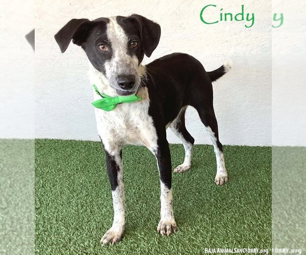 Medium Photo #1 Border Collie-Unknown Mix Puppy For Sale in San Diego, CA, USA