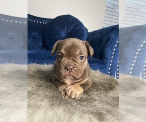 French Bulldog Puppy for sale in BOSTON, MA, USA