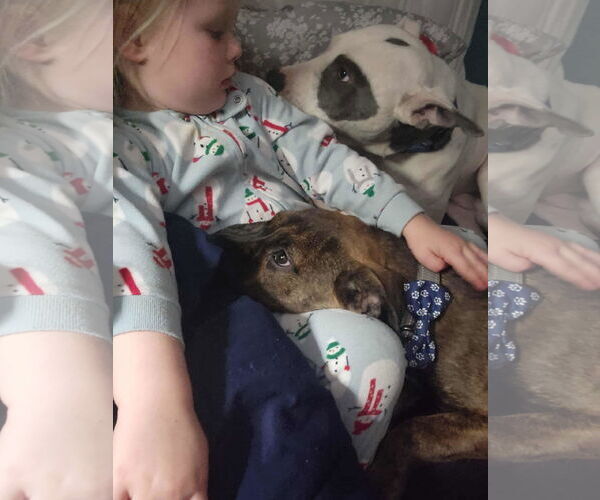 Medium Photo #5 American Pit Bull Terrier-Staffordshire Bull Terrier Mix Puppy For Sale in Coralville, IA, USA