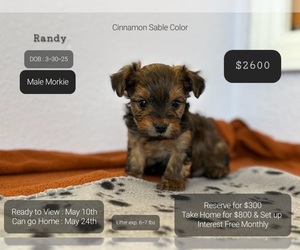 Morkie Puppy for sale in TUCSON, AZ, USA
