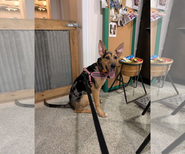 Medium Photo #1 Catahoula Leopard Dog-Unknown Mix Puppy For Sale in St. Louis Park, MN, USA